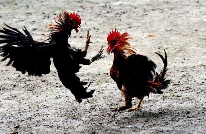 pelea de gallos