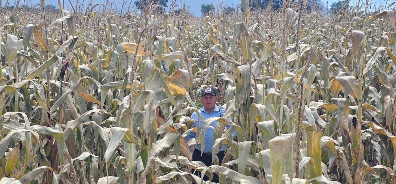 Sembrarán 41 hectáreas de cultivos agrícolas en la región – El Democrata